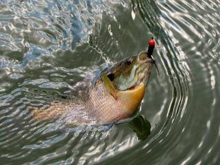 Top Bluegill Fishing Tips on the Net! Learn to Catch Bluegill Year-Round!