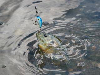 Top Bluegill Fishing Tips on the Net! Learn to Catch Bluegill Year-Round!
