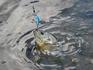 Top Bluegill Fishing Tips on the Net! Learn to Catch Bluegill Year