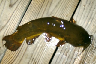 Bullhead Catfish on a Dock