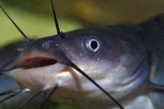 Catfish Barbels Whiskers