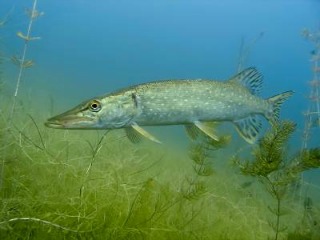 Northern Pike in Weeds