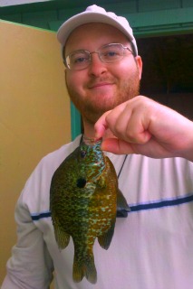 Big Pumpkinseed Sunfish at Spawning Time