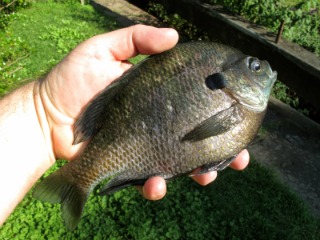 Big Bull Bluegill Held in Hand Weighs Nearly 1 Pound