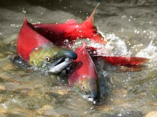 Salmon Spawning in River