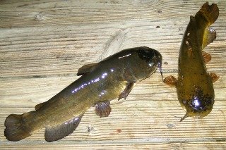 Bullhead Catfish on Dock